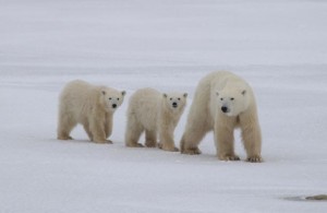 pericolo-estinzione-per-gli-orsi-polari